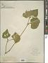 Viola pubescens Aiton