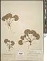 Viola renifolia A. Gray