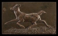 Virginia Deer