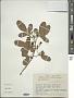 Vitex mollis Kunth
