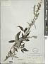 Vitex negundo L.