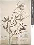 Vitex negundo L.