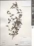 Vitex sp.