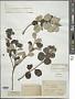 Vitex trifoliata var. simplicifolia Cham.