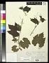 Vitis acerifolia Raf.