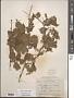 Vitis acerifolia Raf.