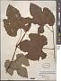 Vitis aestivalis Michx.