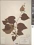 Vitis blancoii Munson