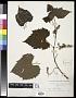 Vitis cordifolia Michx.