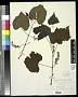 Vitis cordifolia Michx.