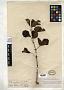 Vitis cuneifolia var. intermedia Kuntze