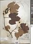 Vitis labrusca L.
