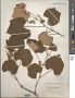 Vitis labrusca L.