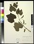 Vitis linsecomii Buckley