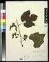 Vitis linsecomii Buckley
