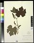 Vitis linsecomii Buckley