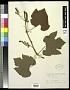 Vitis linsecomii Buckley