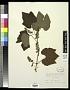 Vitis linsecomii Buckley