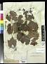 Vitis munsoniana J.H. Simpson