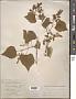 Vitis mustangensis Buckley