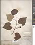 Vitis mustangensis Buckley