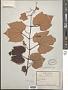 Vitis quinquangularis Rehder