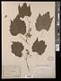 Vitis riparia Michx.