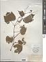 Vitis riparia Michx.