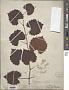 Vitis rotundifolia Michx.
