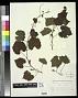 Vitis rotundifolia Michx.