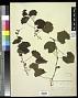 Vitis rotundifolia Michx.
