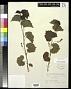 Vitis rupestris Scheele
