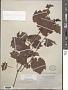 Vitis rupestris Scheele