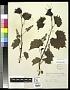 Vitis rupestris Scheele