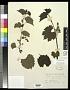 Vitis rupestris Scheele