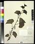 Vitis rupestris Scheele