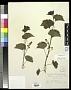 Vitis rupestris Scheele