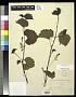 Vitis rupestris Scheele
