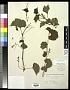 Vitis rupestris Scheele