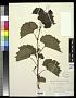 Vitis rupestris Scheele