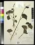 Vitis rupestris Scheele