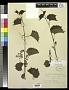 Vitis rupestris Scheele