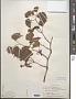 Vitis rupestris Scheele