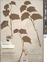 Vitis rupestris Scheele