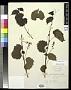 Vitis rupestris Scheele