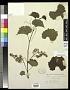 Vitis rupestris Scheele