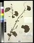 Vitis rupestris Scheele