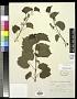 Vitis rupestris Scheele