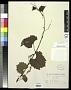 Vitis rupestris Scheele