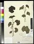 Vitis rupestris Scheele